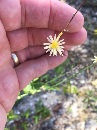 Launaea intybacea, photographed by W. Terry Hunefeld