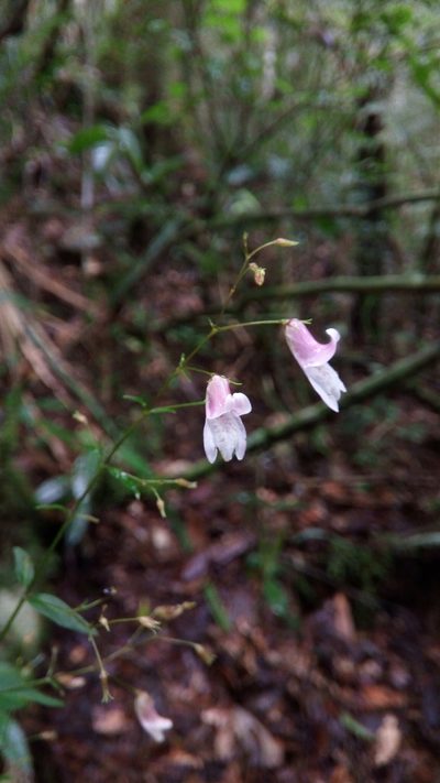 Isoglossa gracillima, photographed by Steven Bachman