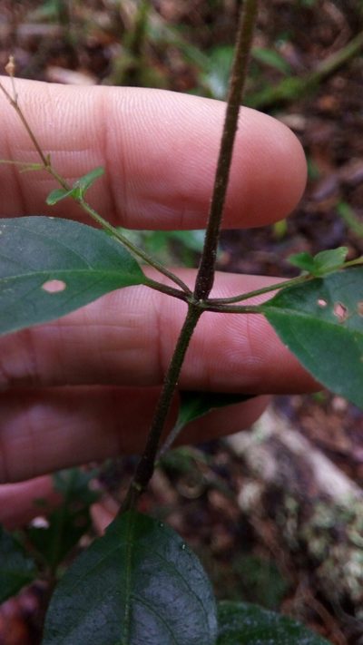 Isoglossa gracillima, photographed by Steven Bachman