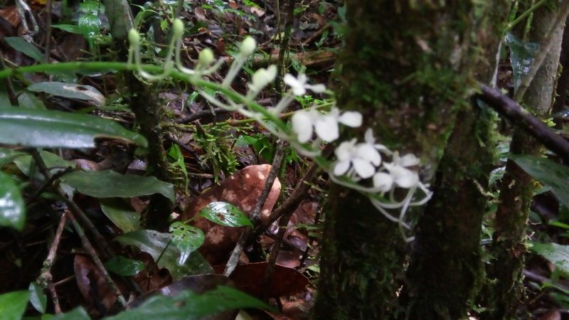 Aerangis citrata, photographed by Steven Bachman