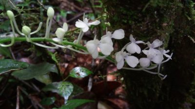 Aerangis citrata, photographed by Steven Bachman