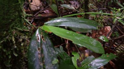 Aerangis citrata, photographed by Steven Bachman