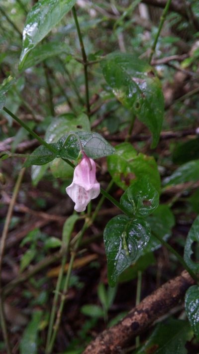 Isoglossa gracillima, photographed by Steven Bachman