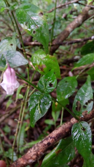 Isoglossa gracillima, photographed by Steven Bachman