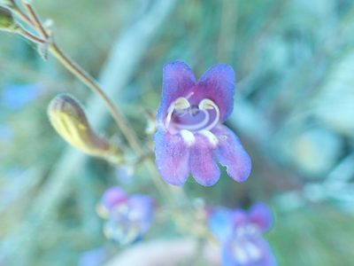 Penstemon laetus, photographed by Steve Woodward