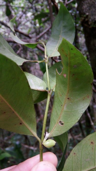 Saldinia proboscidea, photographed by Steven Bachman