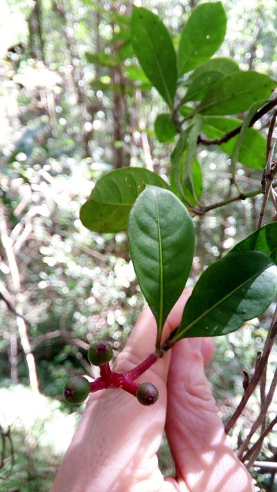 Chassalia acutiflora, photographed by Steven Bachman