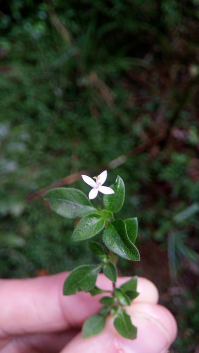 Otiophora pauciflora, photographed by Steven Bachman