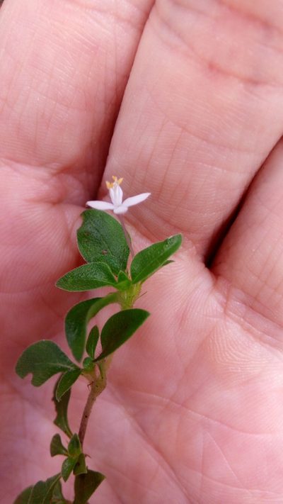 Otiophora pauciflora, photographed by Steven Bachman