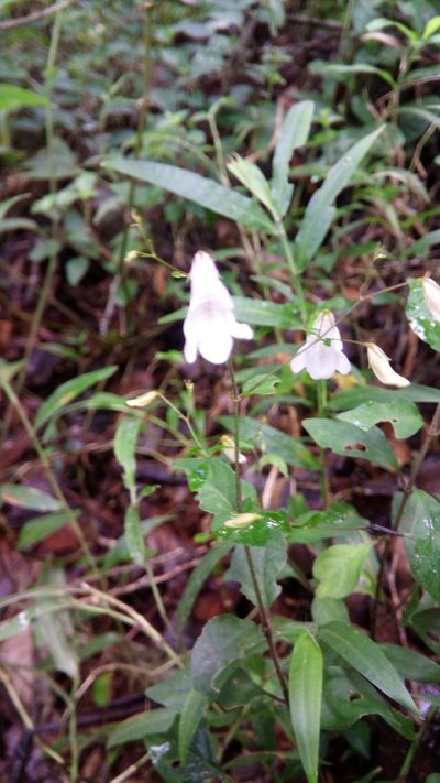 Isoglossa gracillima, photographed by Steven Bachman