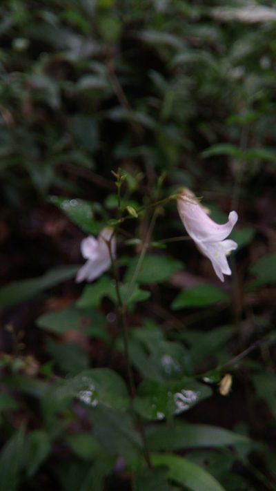 Isoglossa gracillima, photographed by Steven Bachman