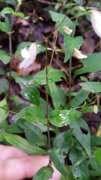 Isoglossa gracillima, photographed by Steven Bachman