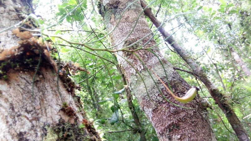 Angraecum linearifolium, photographed by Steven Bachman