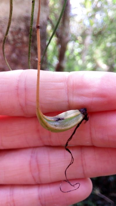 Angraecum linearifolium, photographed by Steven Bachman