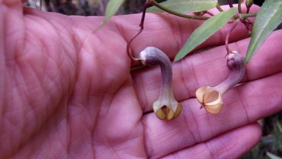 Ceropegia racemosa, photographed by Steven Bachman