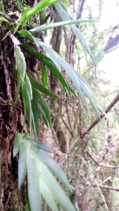 Oberonia disticha, photographed by Steven Bachman