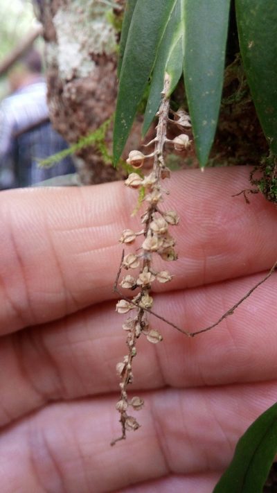 Oberonia disticha, photographed by Steven Bachman