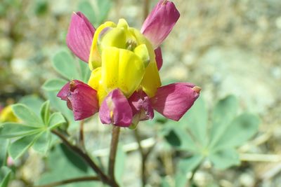 Lupinus stiversii, photographed by Steve Woodward