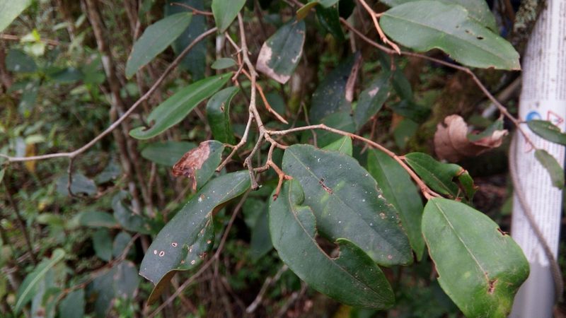 Sarcolaena oblongifolia, photographed by Steven Bachman