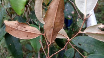 Sarcolaena oblongifolia, photographed by Steven Bachman