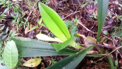 Bulbophyllum occlusum