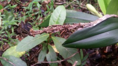 Bulbophyllum occlusum, photographed by Steven Bachman
