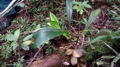 Bulbophyllum occlusum, photographed by Steven Bachman