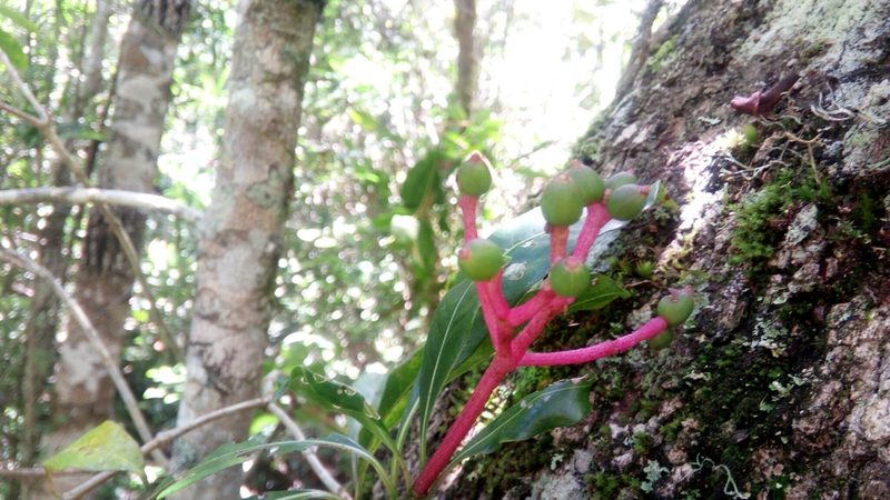 Chassalia acutiflora, photographed by Steven Bachman