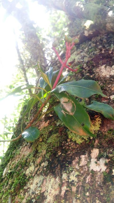 Chassalia acutiflora, photographed by Steven Bachman