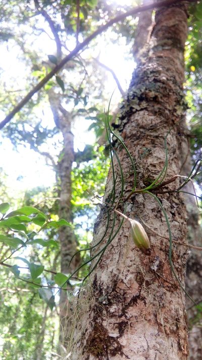 Angraecum linearifolium, photographed by Steven Bachman