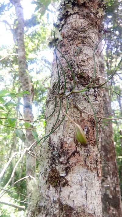 Angraecum linearifolium, photographed by Steven Bachman