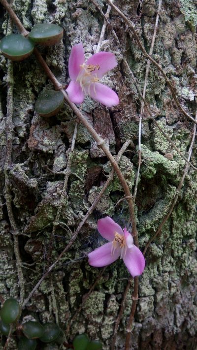 Medinilla sedifolia, photographed by Steven Bachman