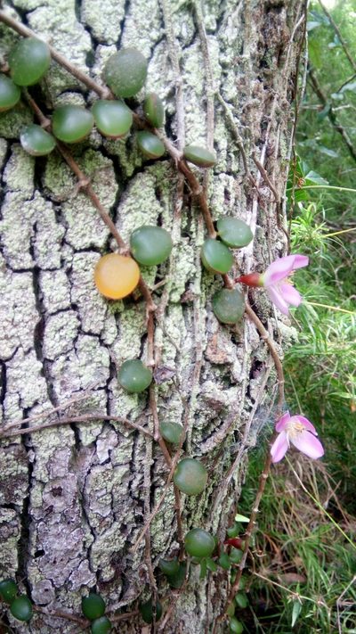 Medinilla sedifolia, photographed by Steven Bachman