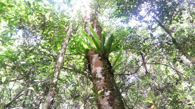 Asplenium mauritianum, photographed by Steven Bachman