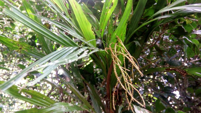 Dypsis hildebrandtii, photographed by Steven Bachman