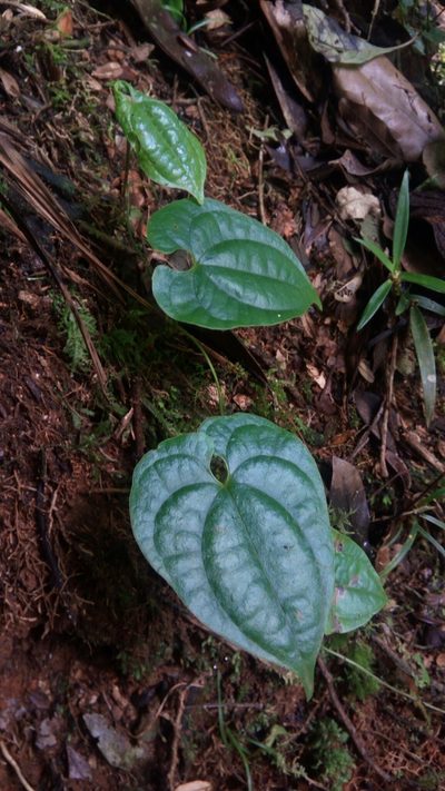 Dioscorea seriflora, photographed by Steven Bachman
