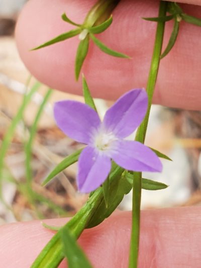 Triodanis coloradoensis, photographed by Jo Roberts