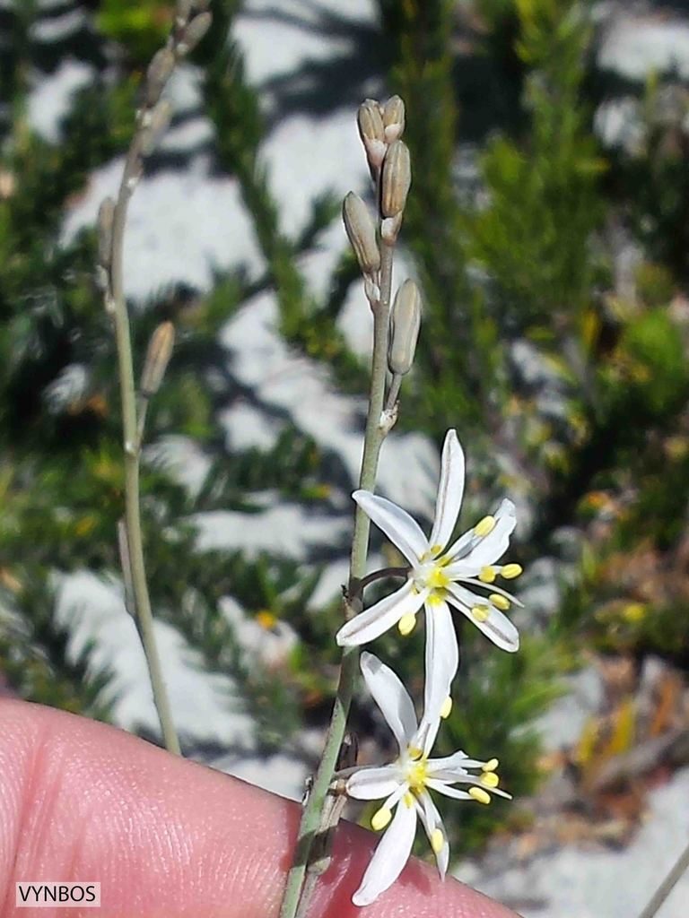 Trachyandra brachypoda, photographed by Chris Vynbos
