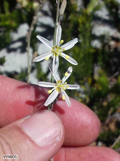 Trachyandra brachypoda, photographed by Chris Vynbos