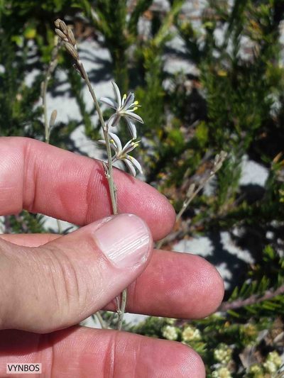 Trachyandra brachypoda, photographed by Chris Vynbos