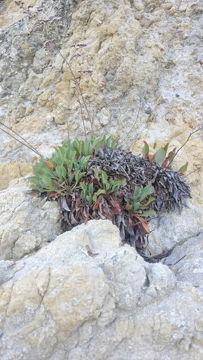 Limonium ovalifolium, photographed by Paulo Galvão