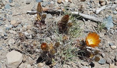 Austrocactus hibernus, photographed by Norbert Sarnes
