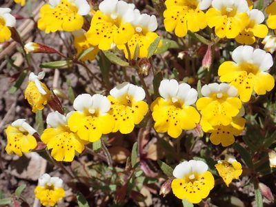 Erythranthe bicolor, photographed by Steve Woodward
