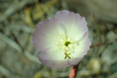 Clarkia arcuata, photographed by Steve Woodward