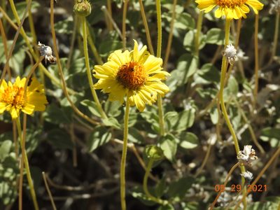 Encelia actoni, photographed by Diana