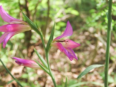 Gladiolus italicus, photographed by Emanuele Santarelli