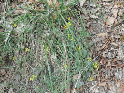 Coronilla minima, photographed by Emanuele Santarelli