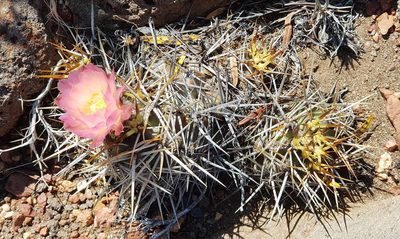 Austrocactus longicarpus, photographed by Norbert Sarnes
