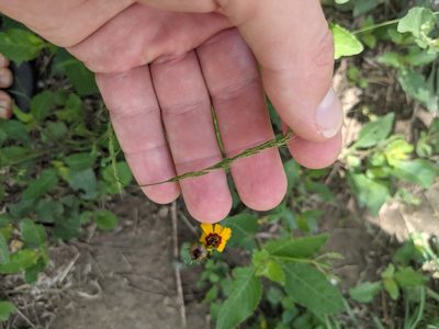 Limnodea arkansana, photographed by Cleveland Powell