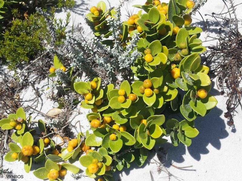 Maytenus lucida, photographed by Chris Vynbos